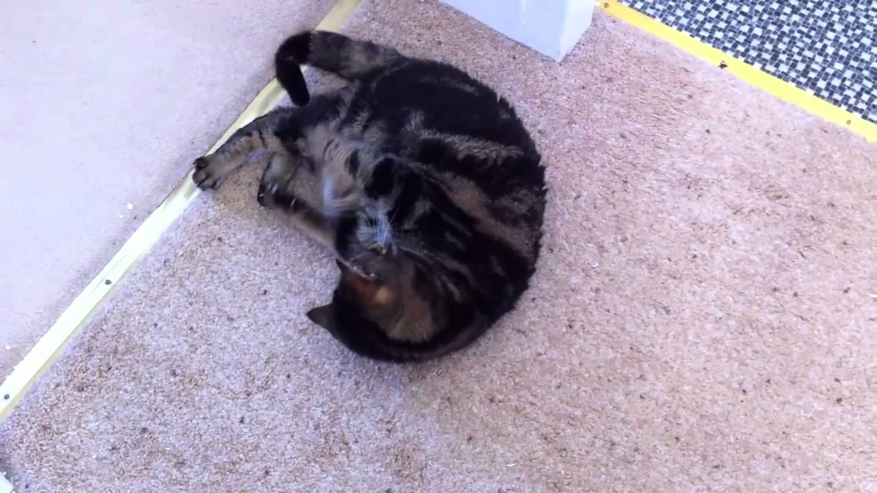 Tribute to the best cat in the world R.I.P Kitty