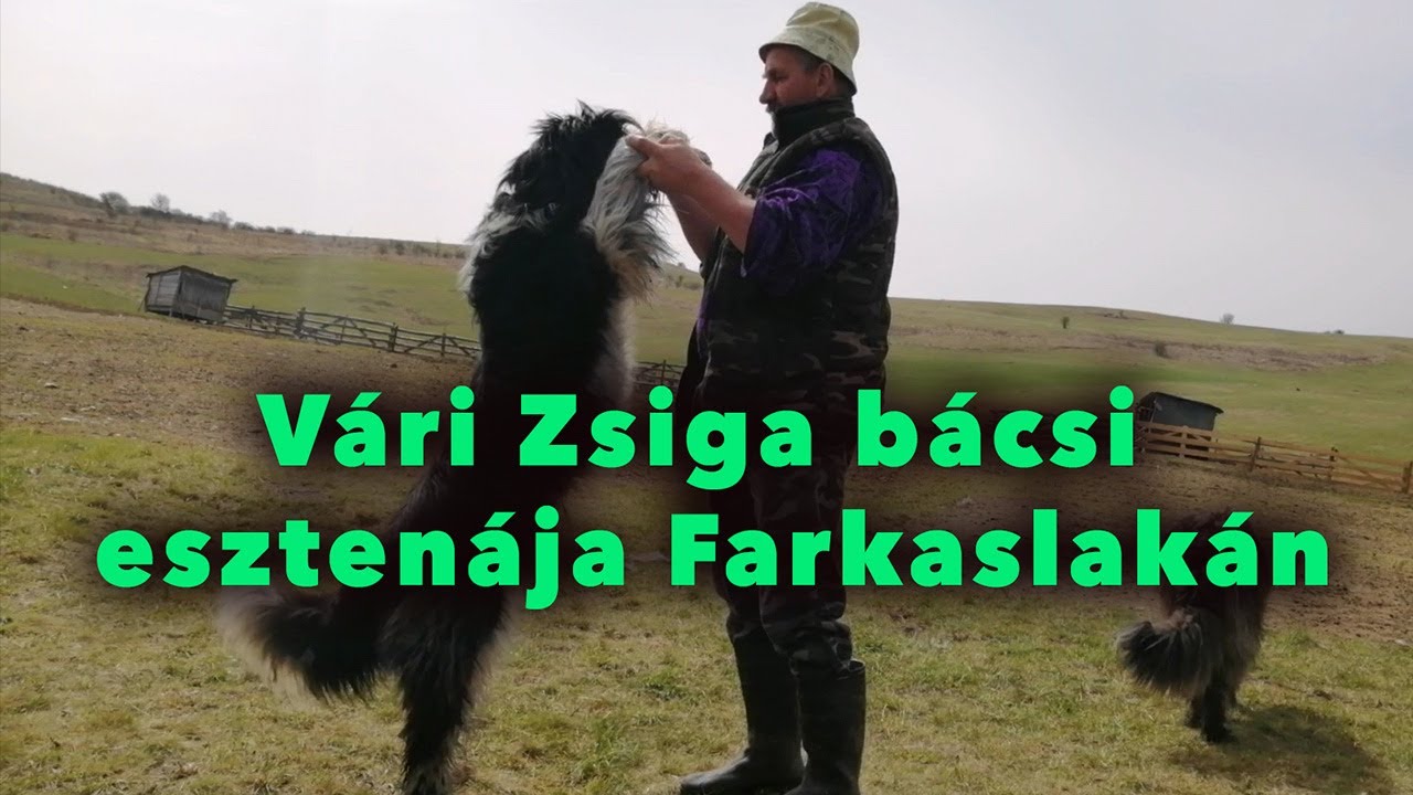 Vári Zsiga bácsi esztenája Farkaslakán / Sheeperd in Transylvania / shepherd dogs