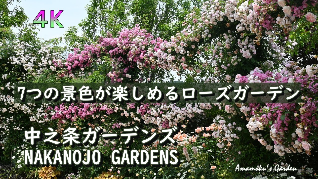 【中之条ガーデンズ】7つの景色が楽しめる満開のローズガーデン