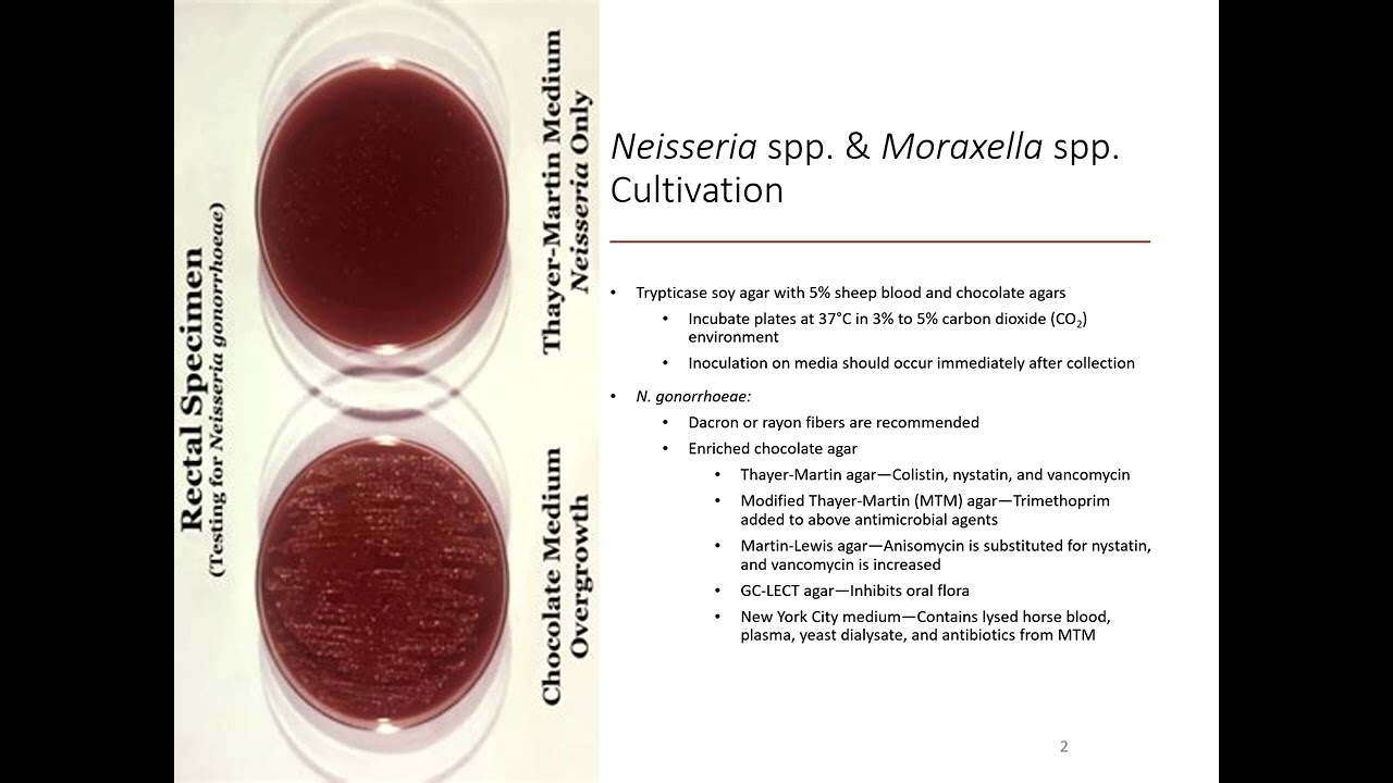Neisseria, Moraxella, Campy Lab