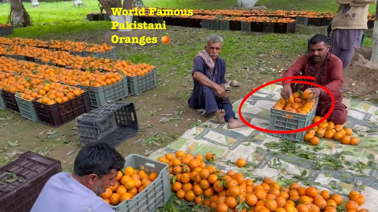 High Profit Fruit Farming