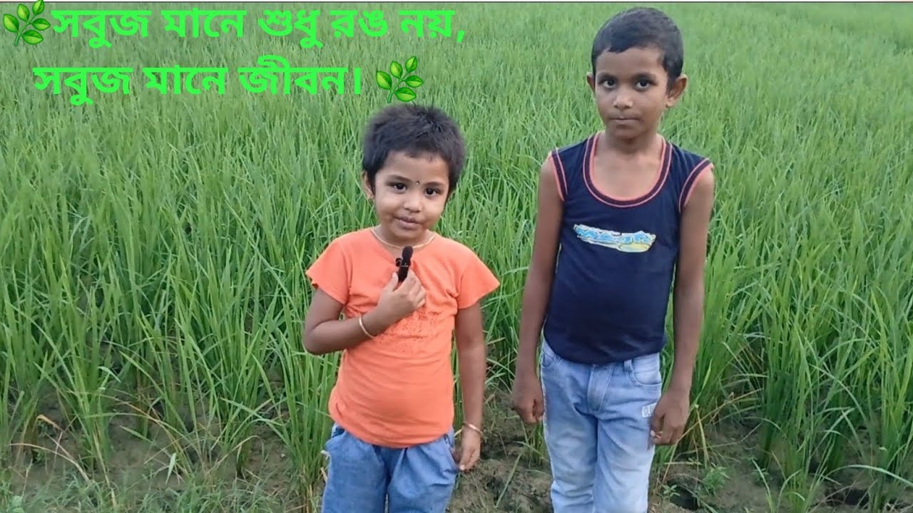 গ্রাম বাংলার সবুজময় প্রকৃতি The lush green nature of rural Bengal
