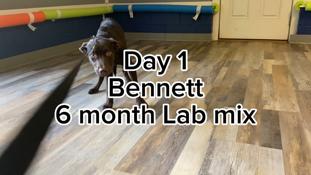 Board & Train Day 1 | Lab mix