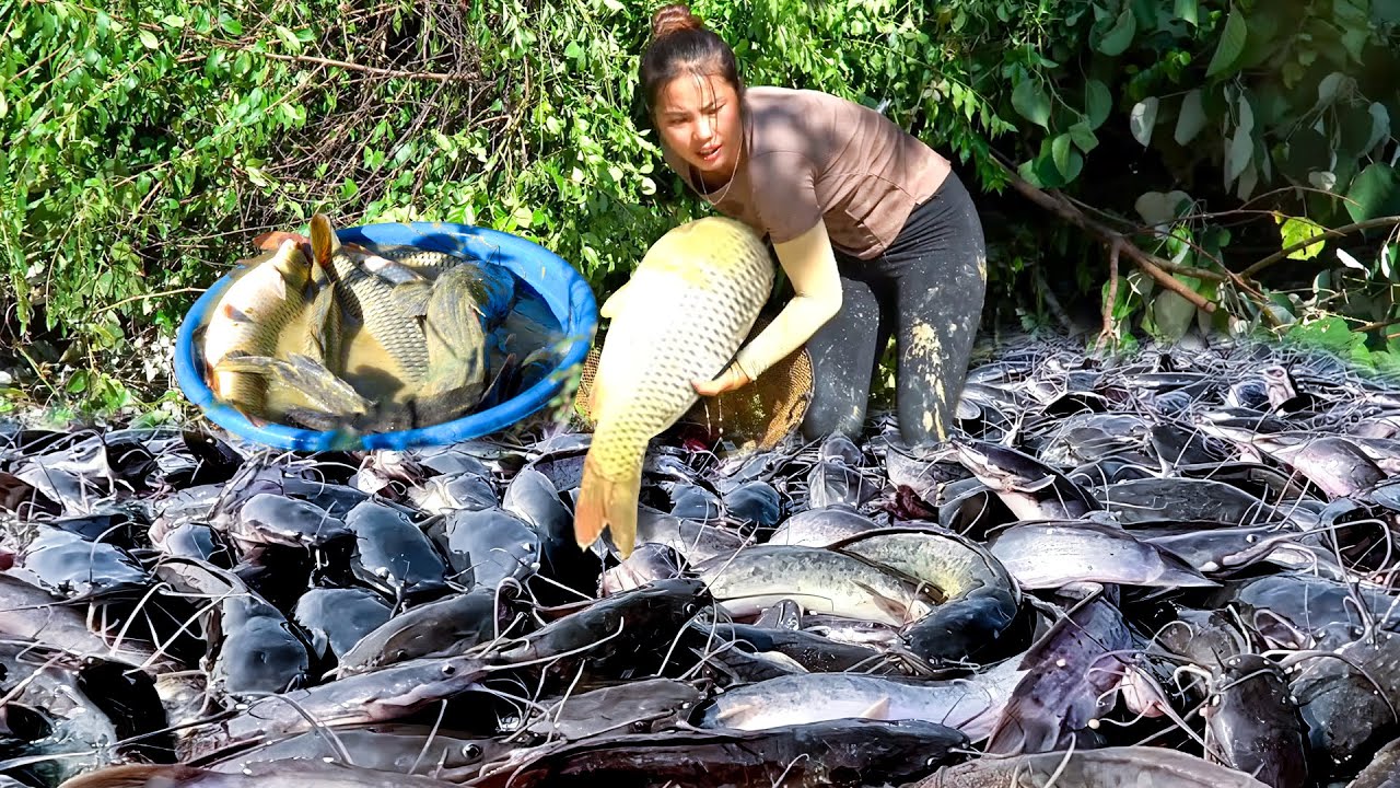 Catching Giant Catfish & Carp by Hand in a Huge Fish Pond to Sell, Taking Care of Vegetable Garden