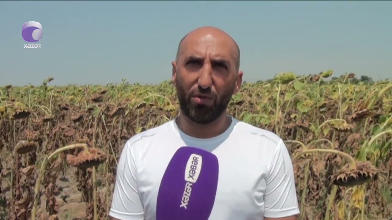 Goranboyda bitkilər susuzluqdan məhv olur