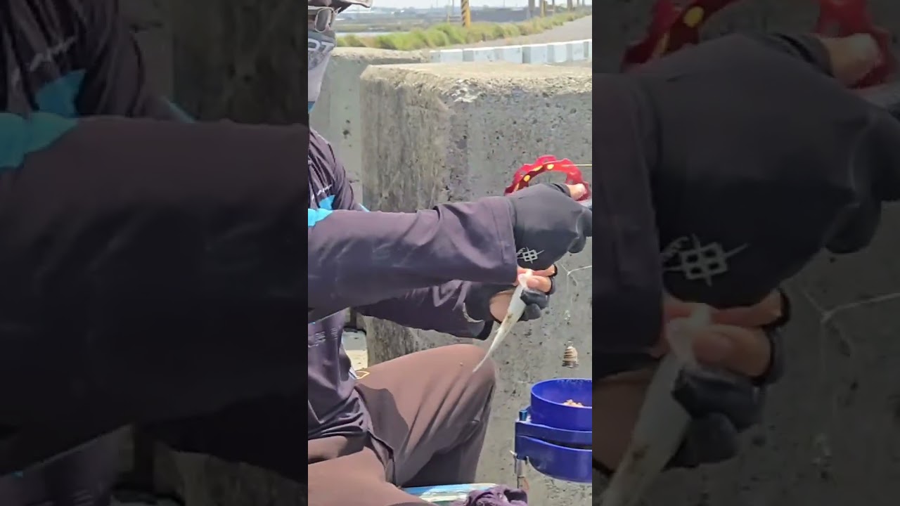 @林志勇-k8p 烏魚  #粗鱗 細鱗豆仔魚 你還分不太清楚嗎😁#釣り #金珠釣組 #釣烏魚 #fishing #合興釣具