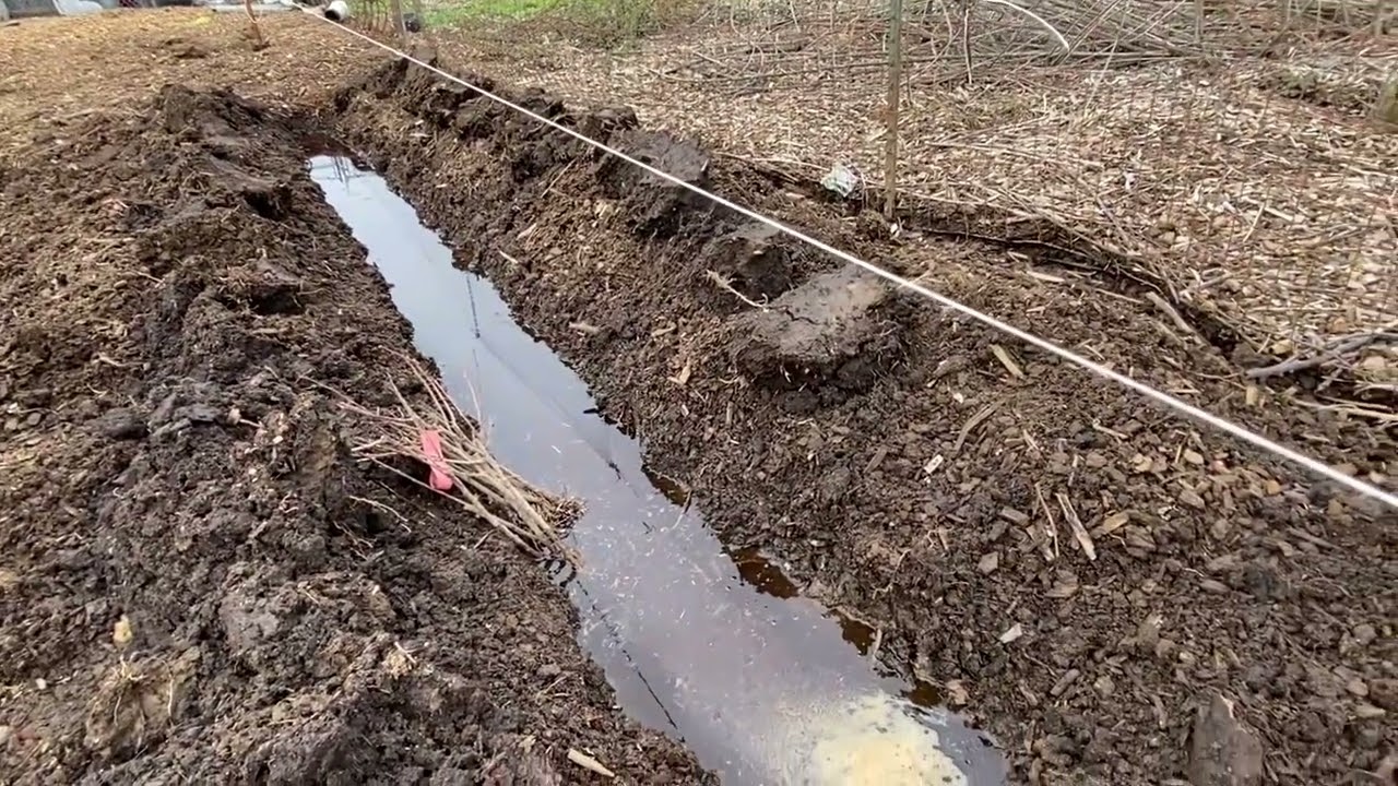 Какие фруктовые деревья можно сажать во влажных районах?