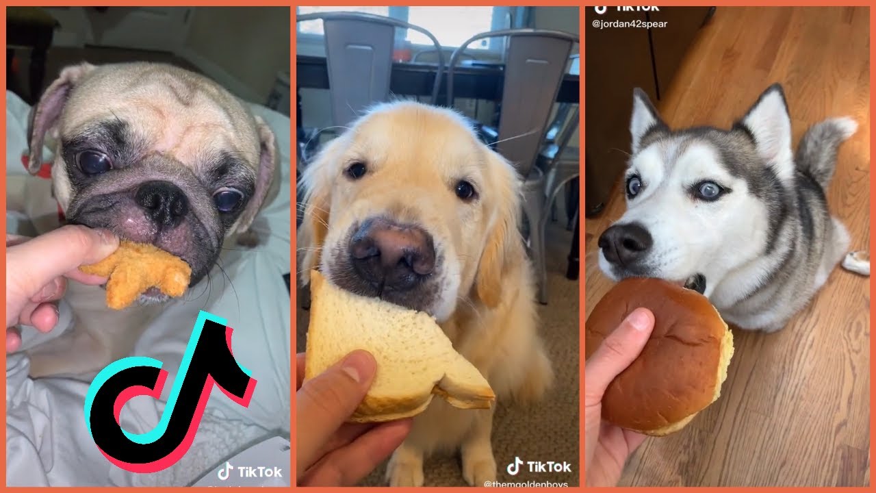 Adorable Just A Bite TikTok Dog Trend [TikTok Compilation]