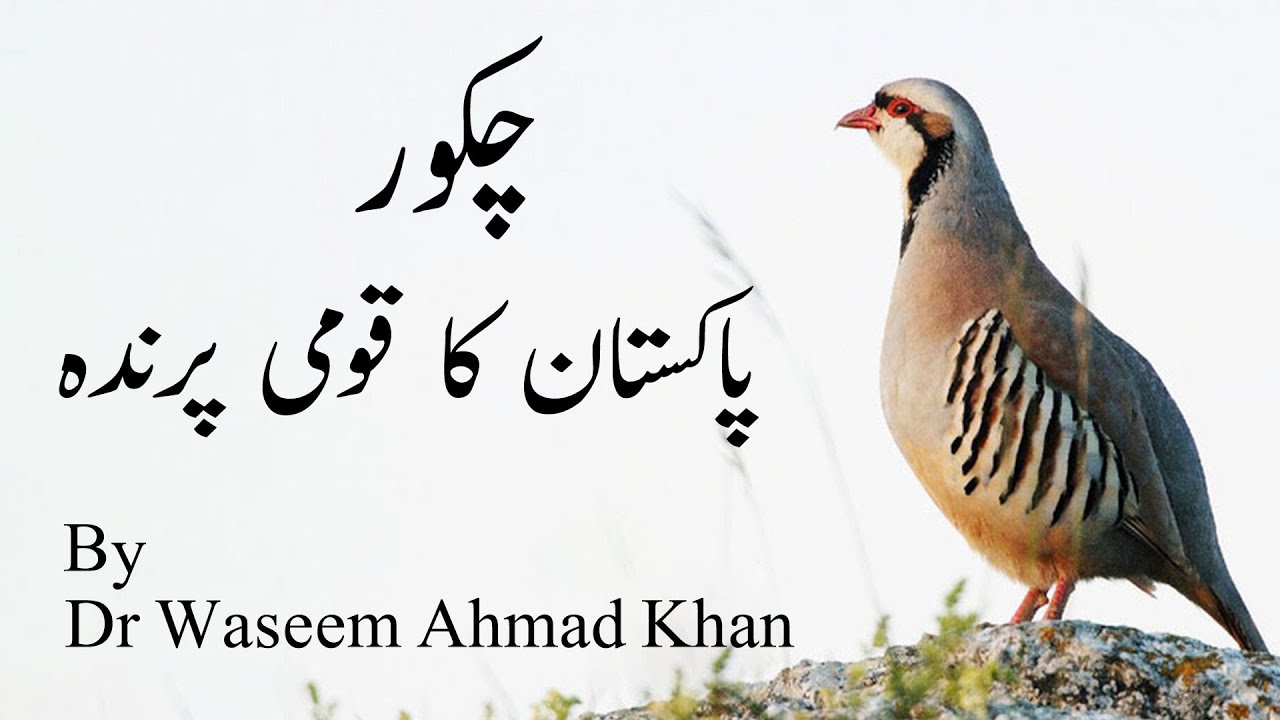 Chakor / Chakor Pakistan&rsquo;s National Bird / National Bird of Pakistan