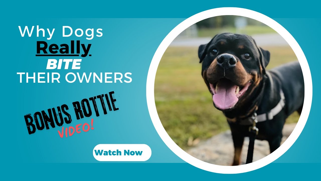 How to Really Handle a Dogs Growl