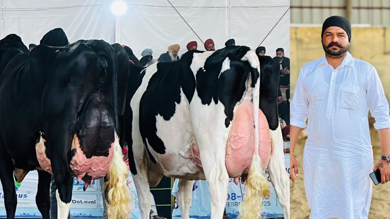 Top Quality HF & Jersey Cows for Sale | 40 High Breed Cows at Low Prices | Samra Dairy Farm
