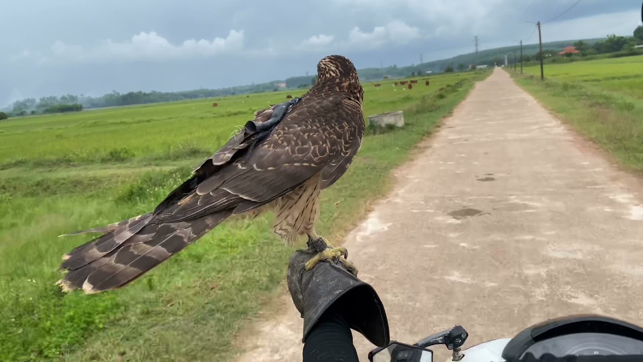 Goshawk hunting , goshawk đi săn cò trắng . Huấn luyện chim săn ( tập 2 )