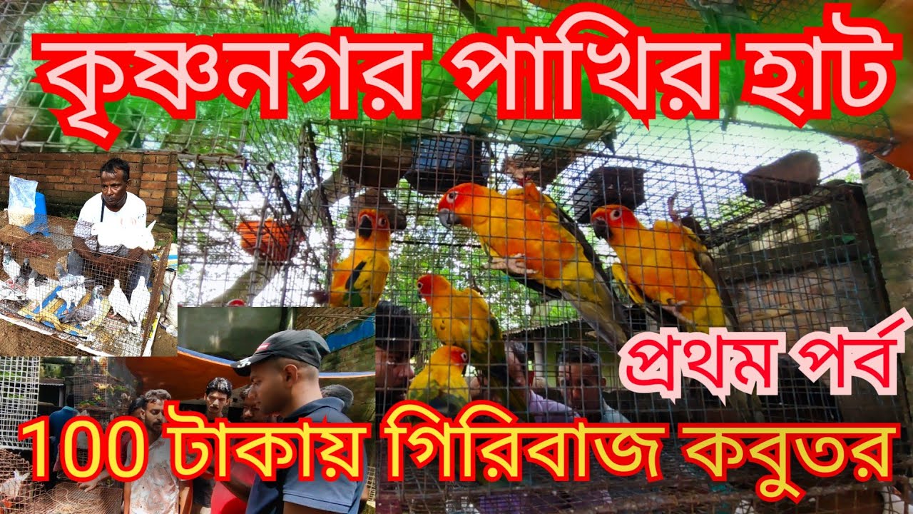 কম দামে গিরিবাজ কবুতর কিনুন।কৃষ্ণনগর পাখির হাট থেকে। মুর্শিদাবাদ হাট। কলকাতা টালা হাট