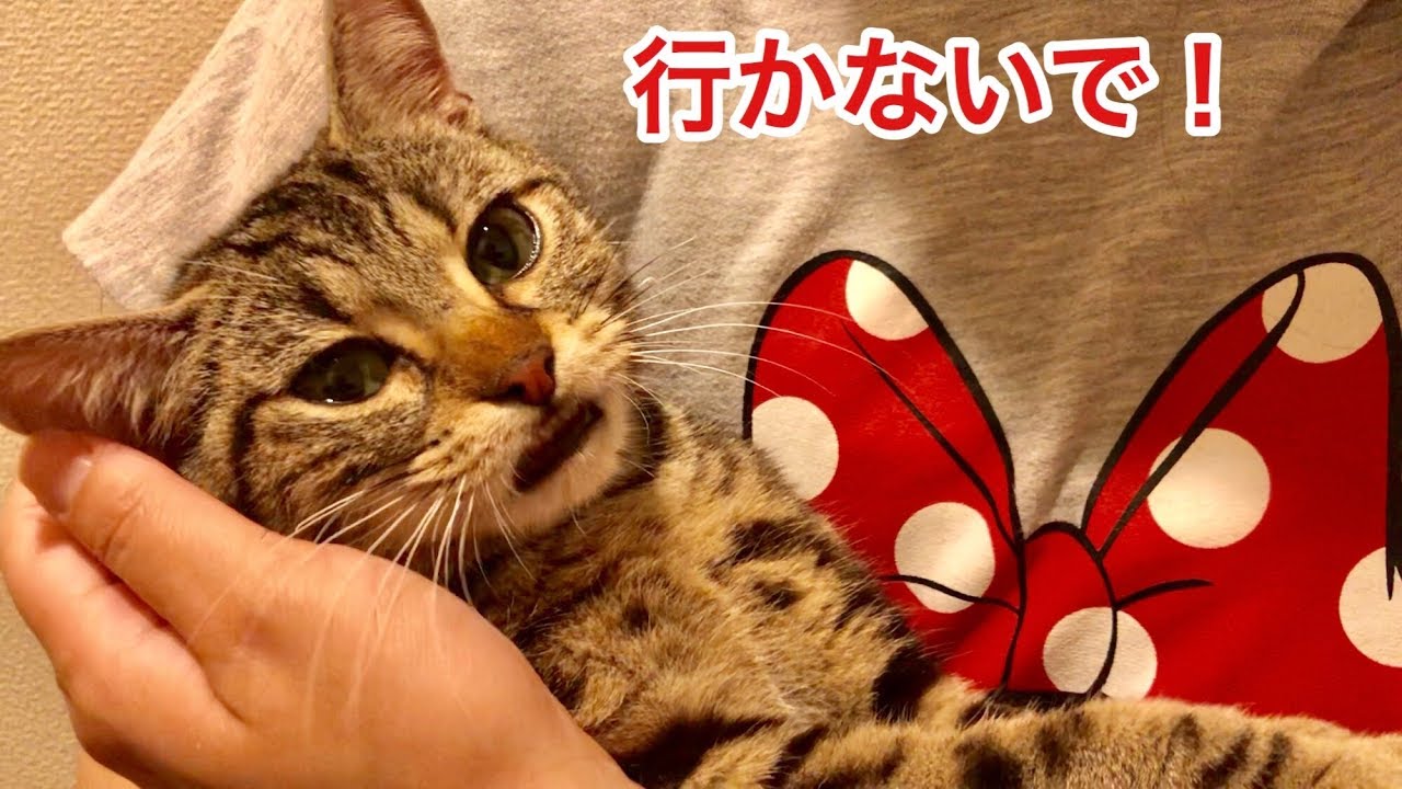 妹とのお別れが辛すぎてスリスリが止まらない猫ｗ
