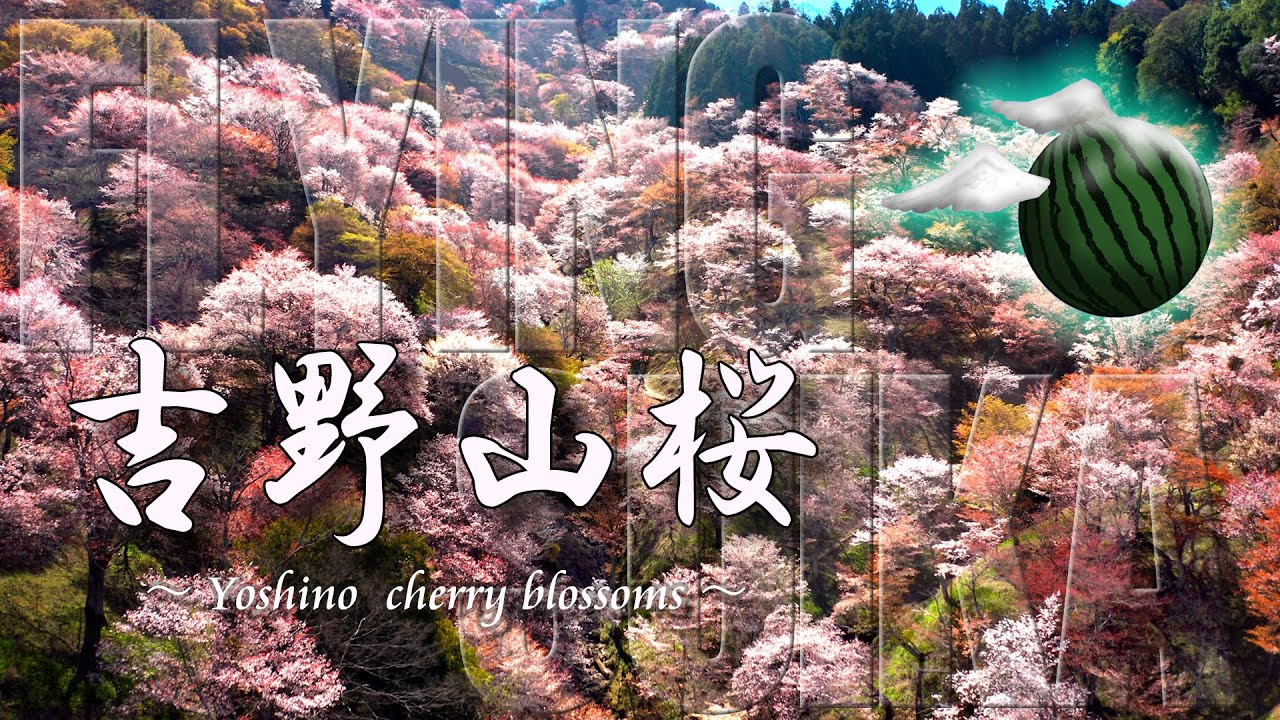 🌸【ドローン 空撮 4K】吉野山桜 ：Drone Aerial Yoshino Cherry blossoms