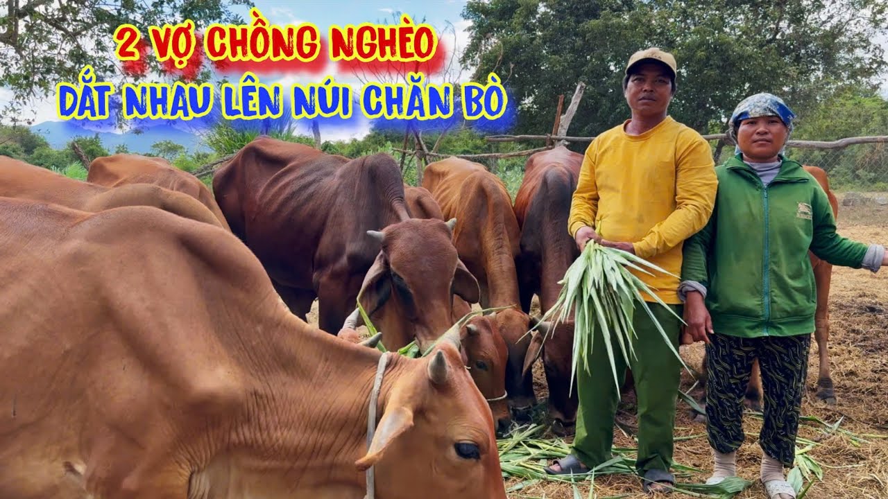 Ở ĐỢ chăn bò mướn HỐT PHÂN ăn, chạy cơm TỪNG BỮA - tập 1680