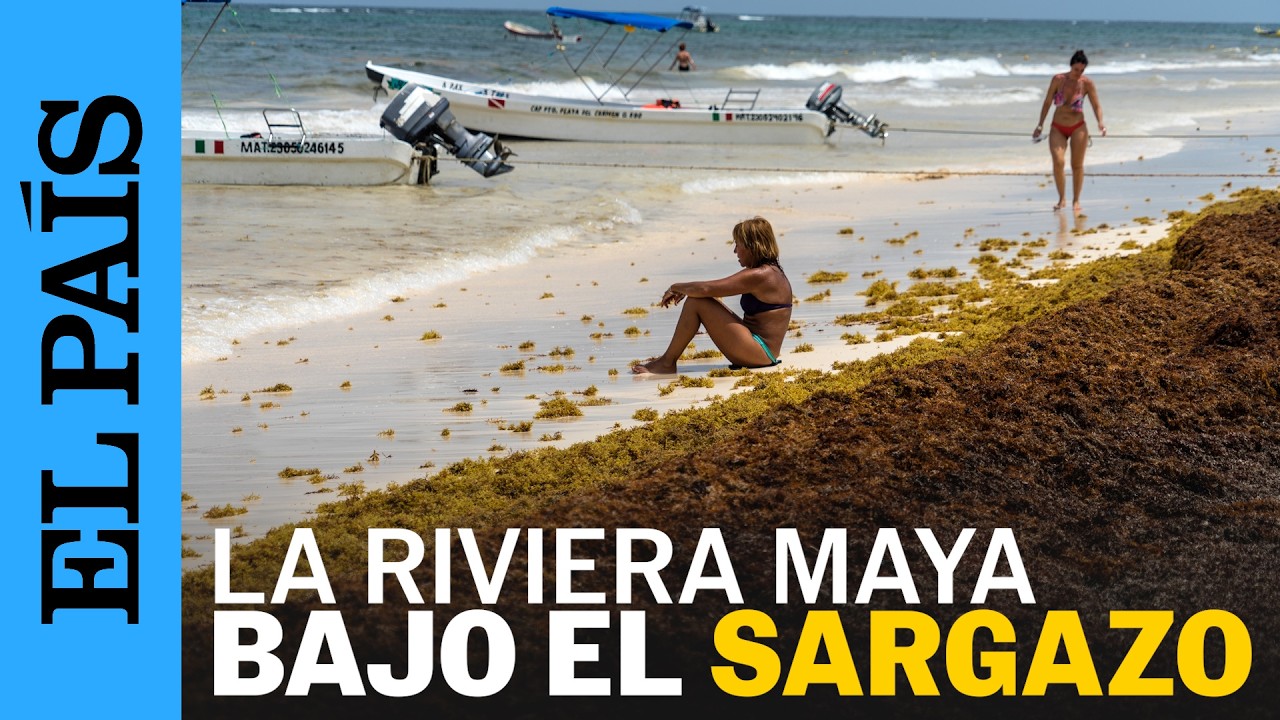 Se adelanta la temporada de SARGAZO en la RIVIERA MAYA | EL PAÍS