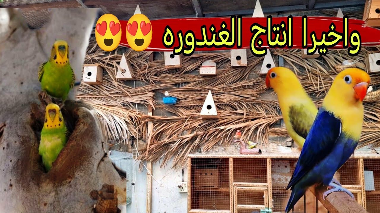 تعالو شوفو الانتاج 😍😍 صورتلكم كل الطيور #محمية #طيور 