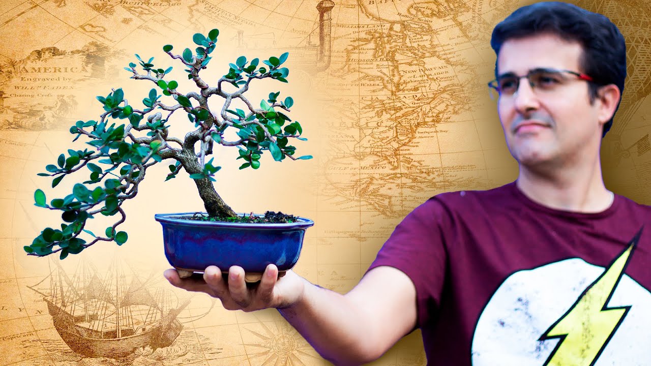 DESCOBRI UMA NOVA ESPÉCIE PARA BONSAI! - E ela é Incrível!!
