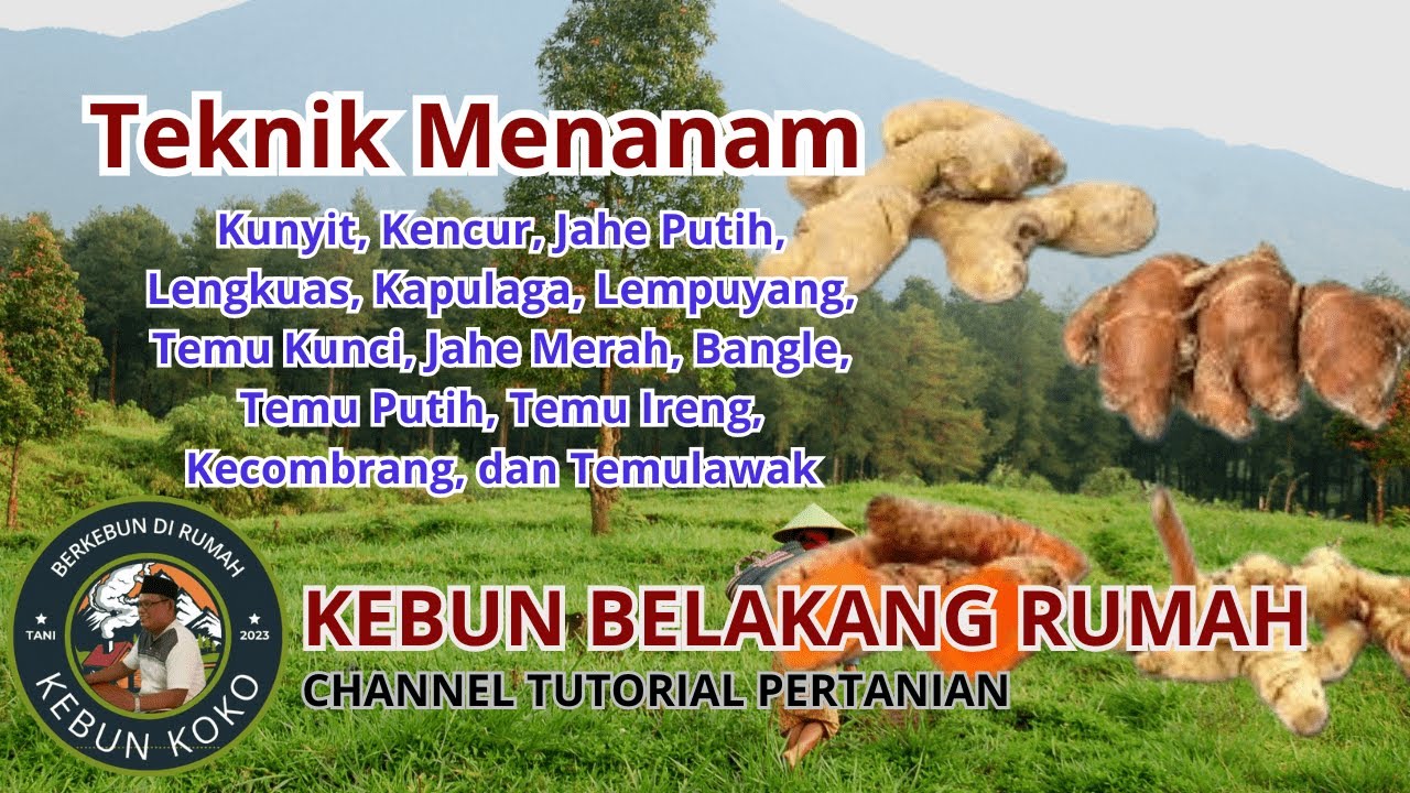 TEKNIK CARA MENANAM : Kunyit, Kencur, Jahe Putih, Lengkuas, Lempuyang, Temu Kunci, Jahe, dan dll