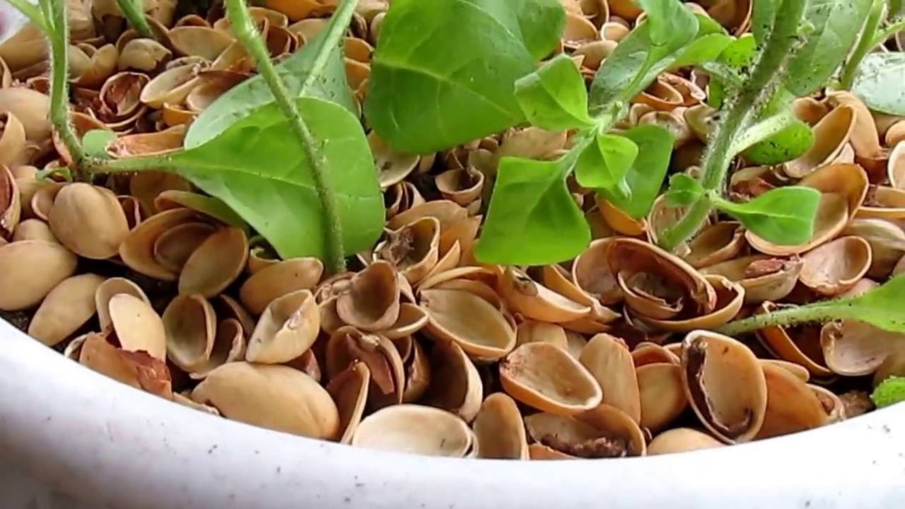 Дачные лайфхаки  ч.2. Петуния, ампельный антирриум (львиный зев),настурция.Высадка в вазоны++