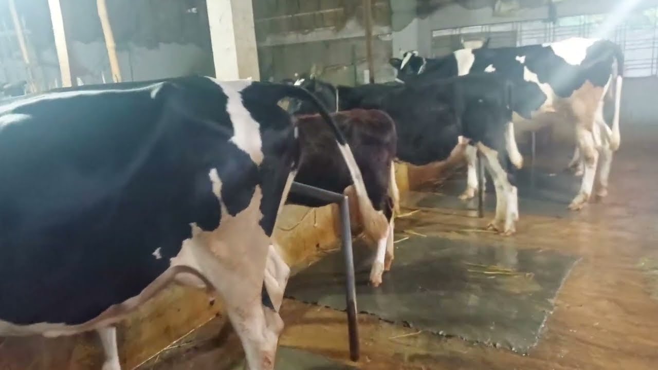 গ্রাম বাংলার খামার জীবন মানেই গরু পালনের সুন্দর গল্প  RS Minu Agro