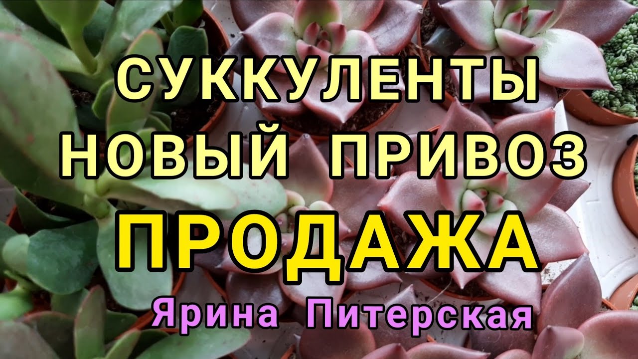 Суккуленты.Новый привоз. Продажа.
