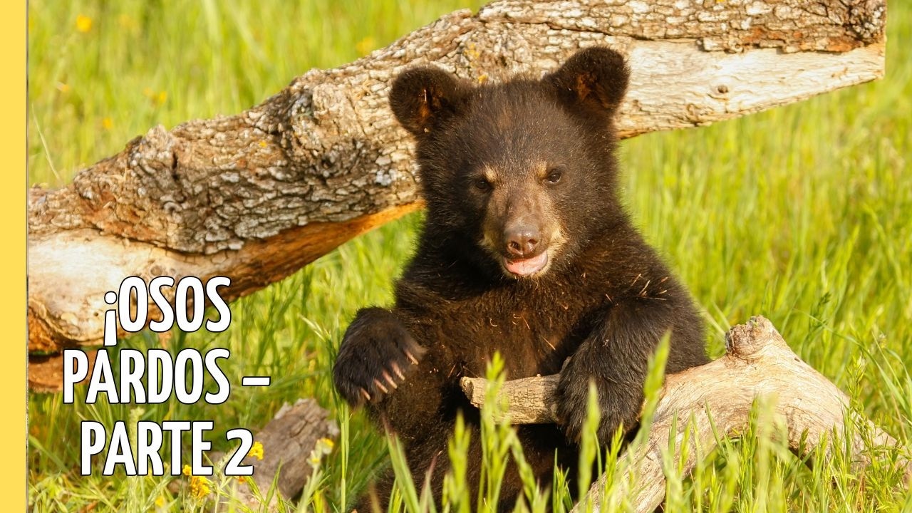 ¡Increíble! Aventura de Oseznos en los Bosques de Escandinavia Ep.2 | Episodio Completo