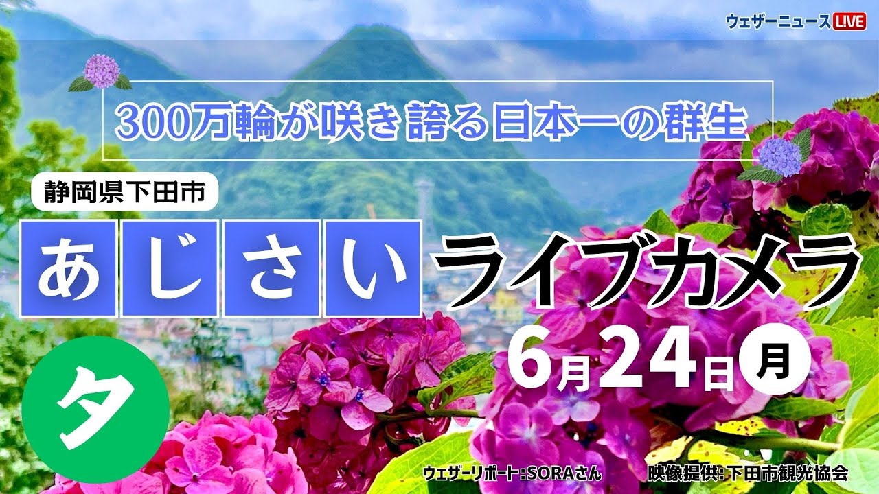 【LIVE】あじさいライブカメラ＠下田公園 夕〜第53回伊豆下田温泉あじさい祭開催中〜 2024年6月24日(月) #あじさい #紫陽花