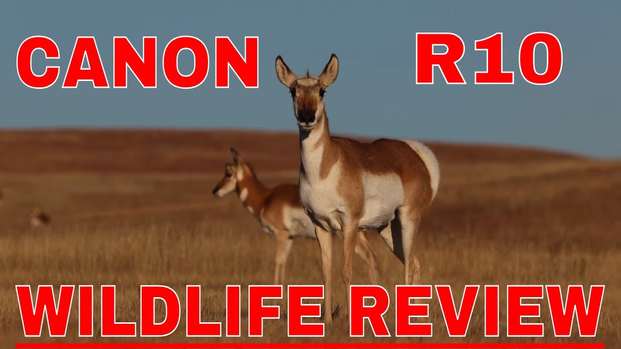 CANON R10 WILDLIFE REVIEW