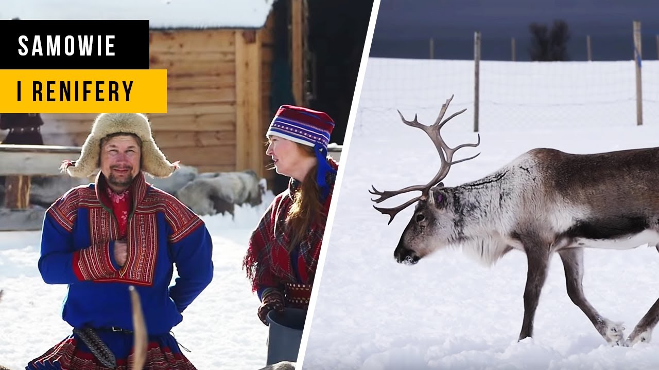 Gdzie mieszkają RENIFERY? ❄ [Laponia]