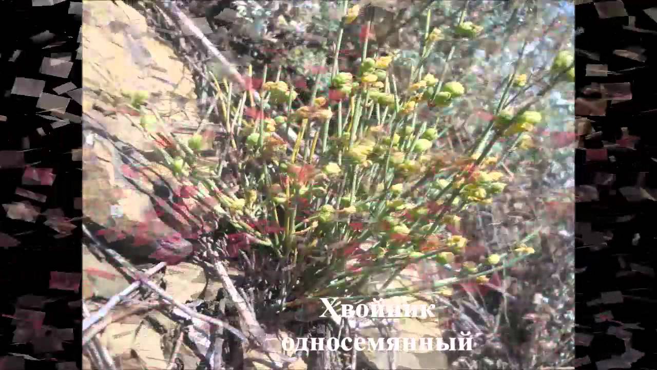 Драгоценные растения Сибири. Эфедра