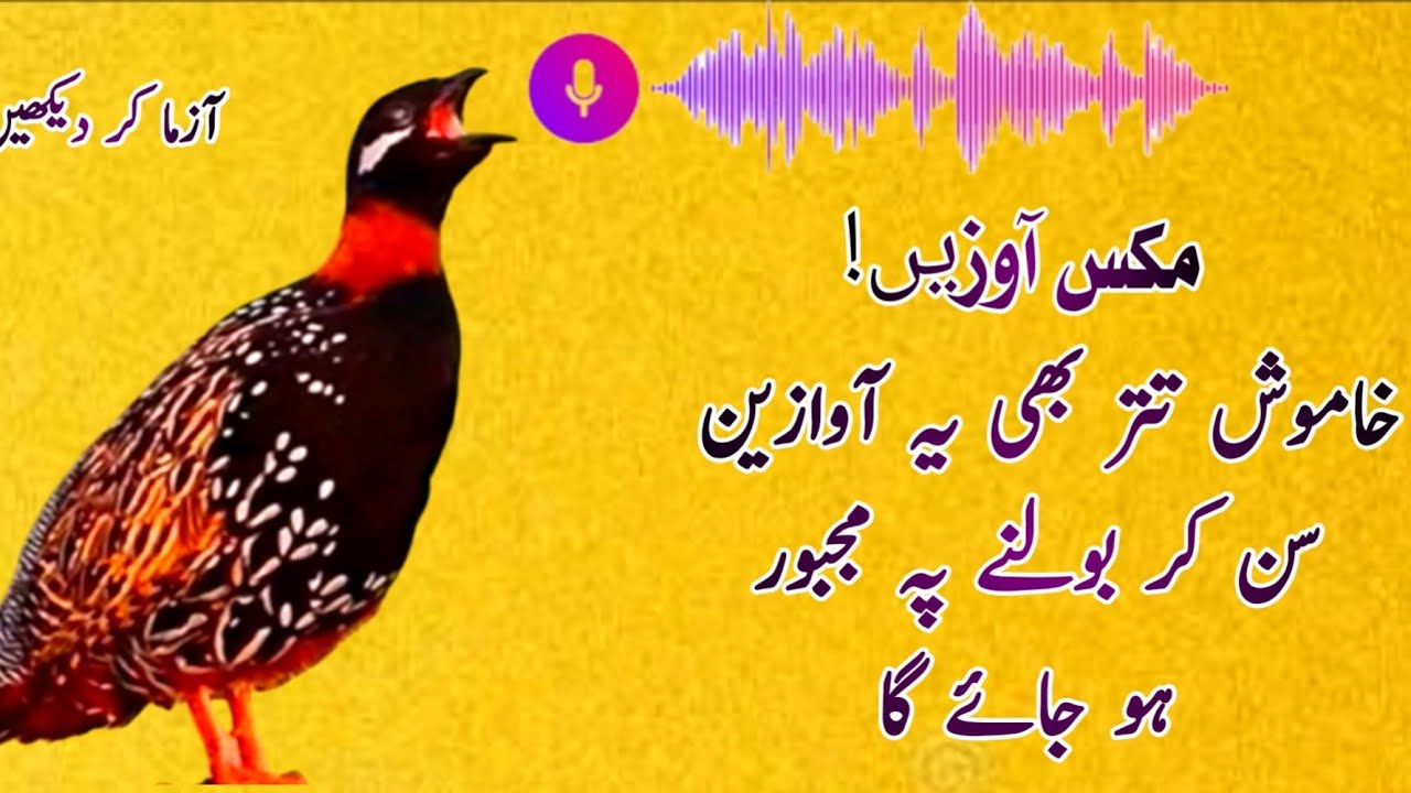 Black Teetar Calling|| نہ بولنے والا تتر بھی یہ آوازین سن کر بولے گا|| Kala Teetar Ki Mix Awazien||