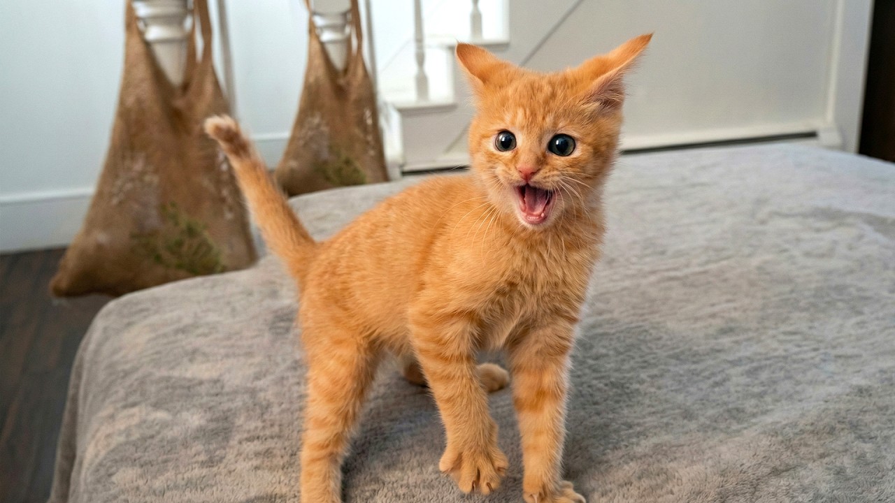 Best Cat Moments of the Year 😻😂 The Silliest Cat on Earth 😹💕 Funny Cat Videos