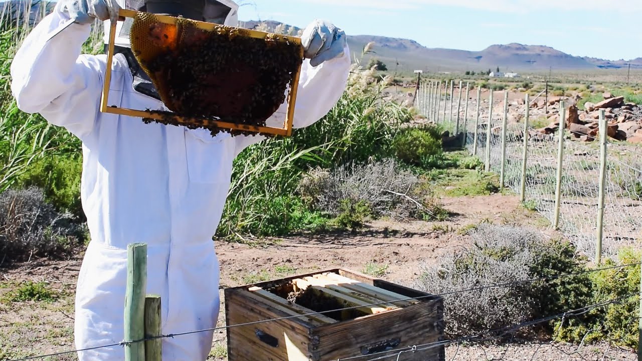 Karoo farm life with honey bees and lucerne update