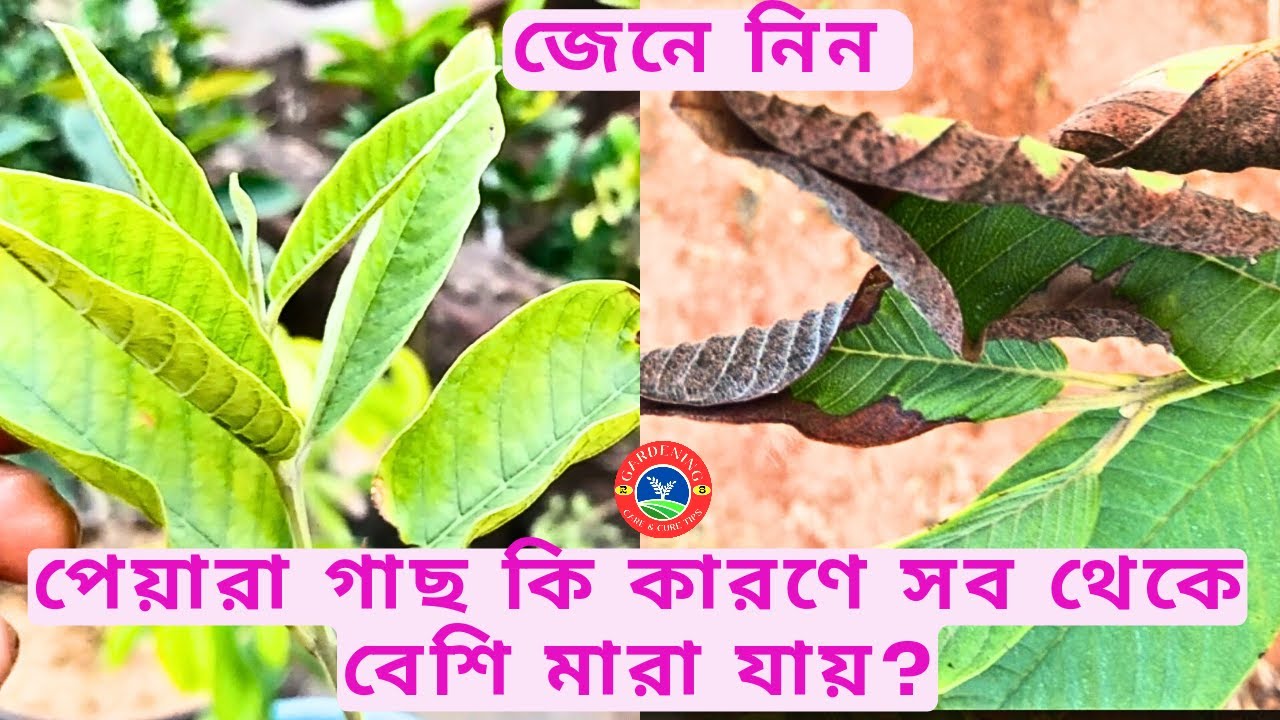 পেয়ারা গাছের মারণ রোগ ও প্রতিকার /পাতা পোড়া ও হলুদ হওয়ার কারণ এবং সমাধান। Guava plant leaf diseases