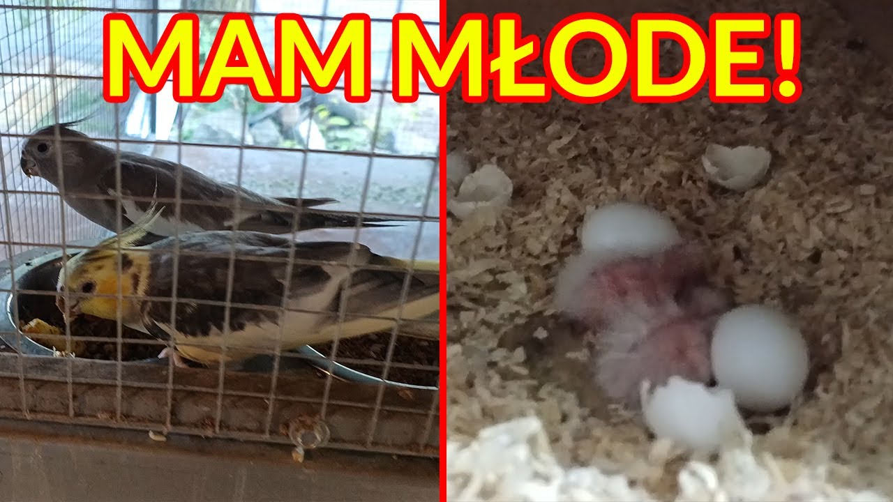 Jak KARMIĘ PAPUGI podczas lęgów? Mam pierwsze młode!