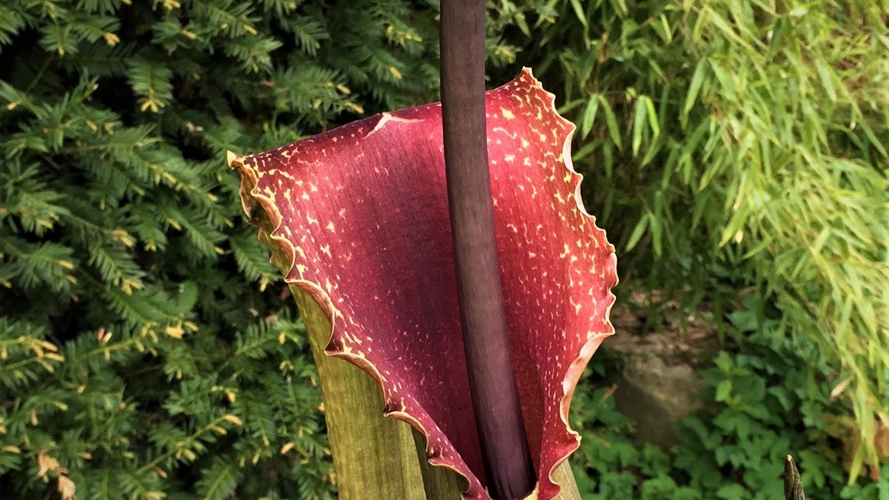Typhonium venosum "indian giant" / Blüht  / voodoo lilie