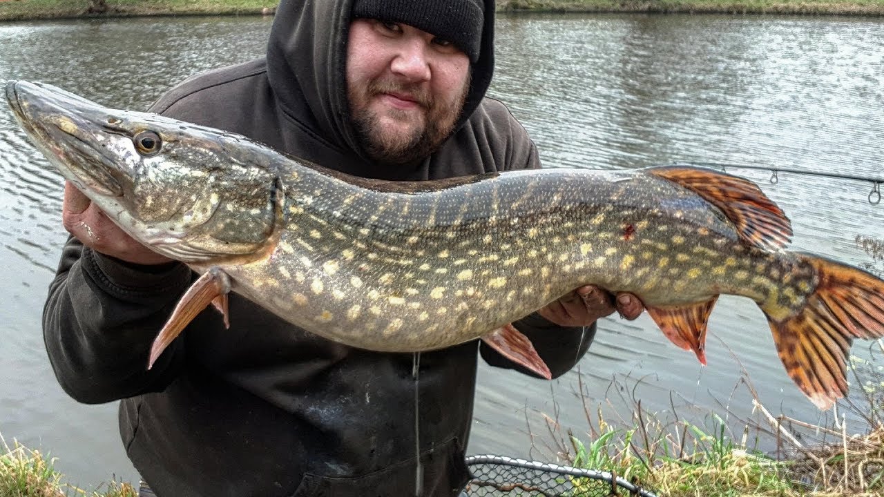PIKE FISHING: SIMPLE RUNNING LEDGER RIG S2 E13