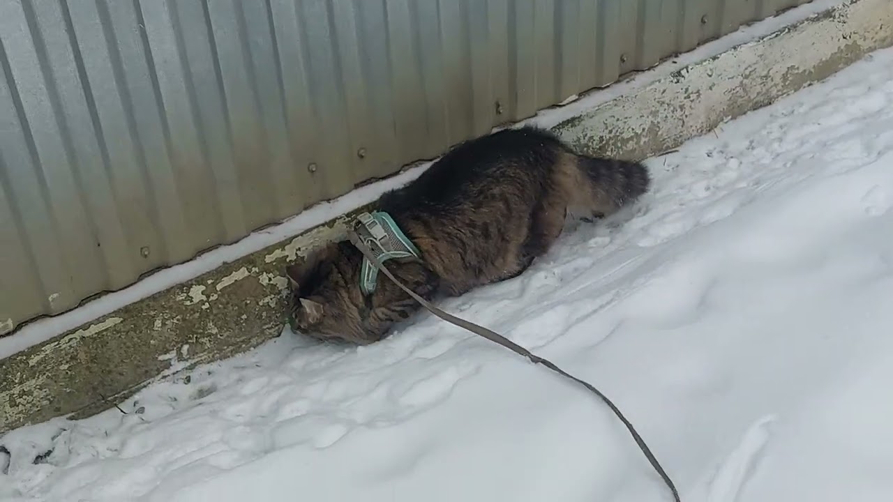 Котик 