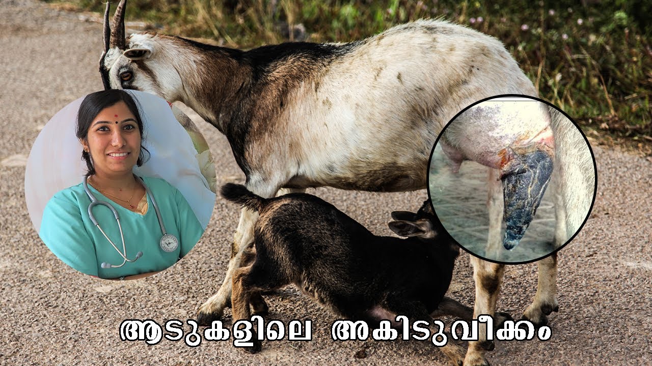 EP# 2 ആടുകളിലെ അകിടുവീക്കം എങ്ങനെ തടയാം ,ചികിൽസികാം| DR. HARITHA സംസാരിക്കുന്നു|Goat mastitis