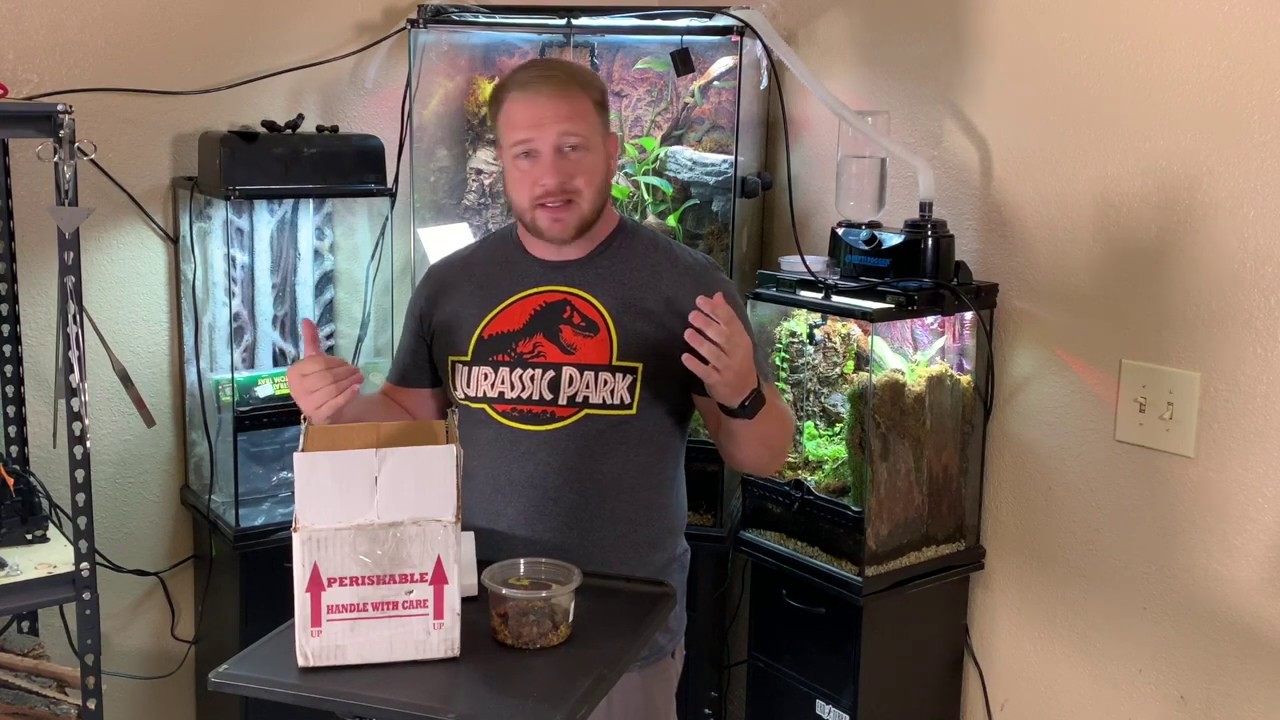 Herptile Intros Episode 7: Meet the Cork Bark Leaftail Gecko