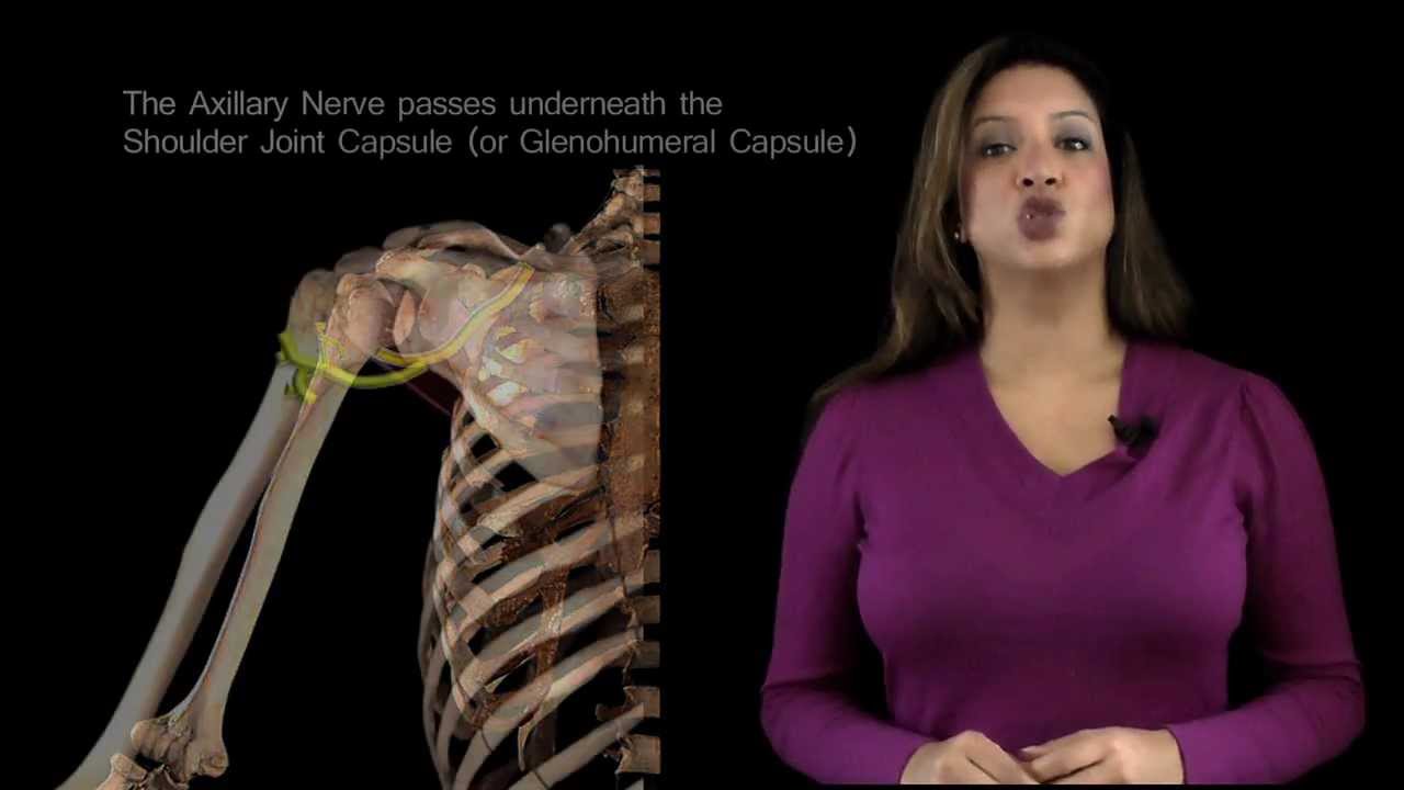 Funky Anatomy - EXAM ANSWER - The Axillary Nerve