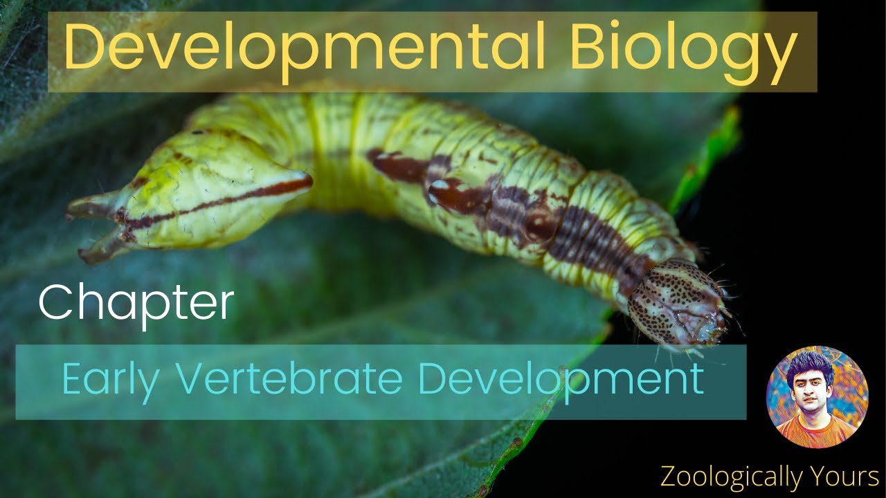 Developmental Biology (Endoderm and its Derivatives)