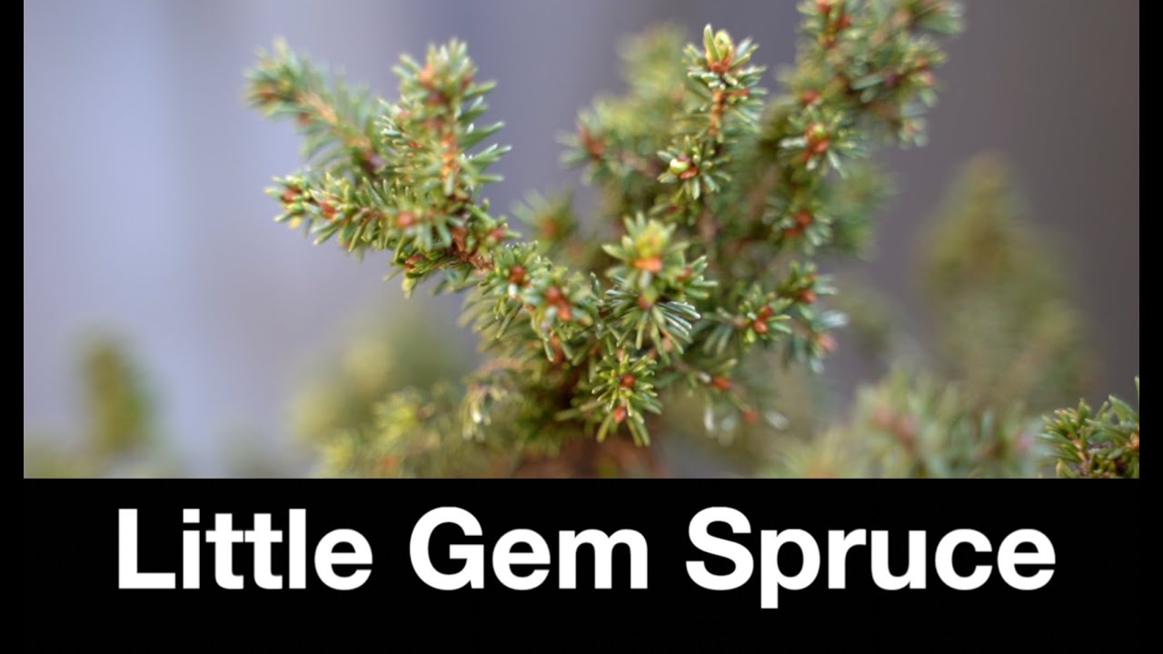 Little Gem Spruce:  Dave's Bonsai E481