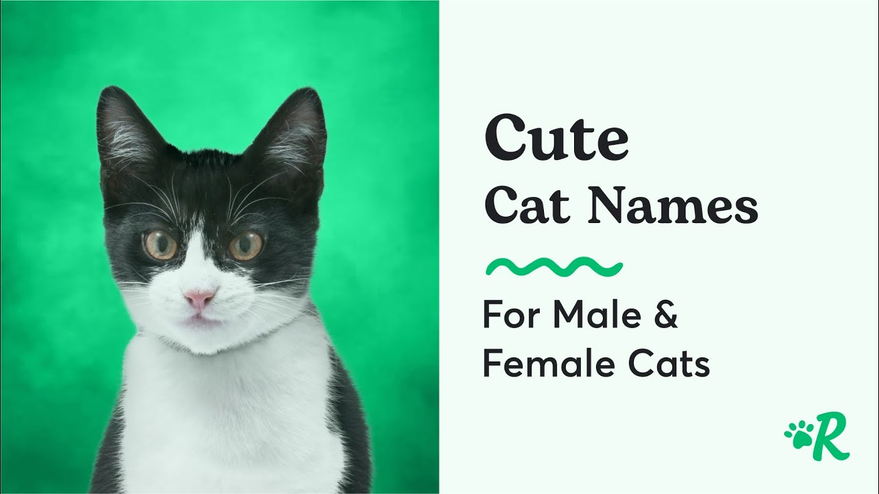 20 Adorable Cat Names for 2024 | Rover's Top Cute Male & Female Kitten Names
