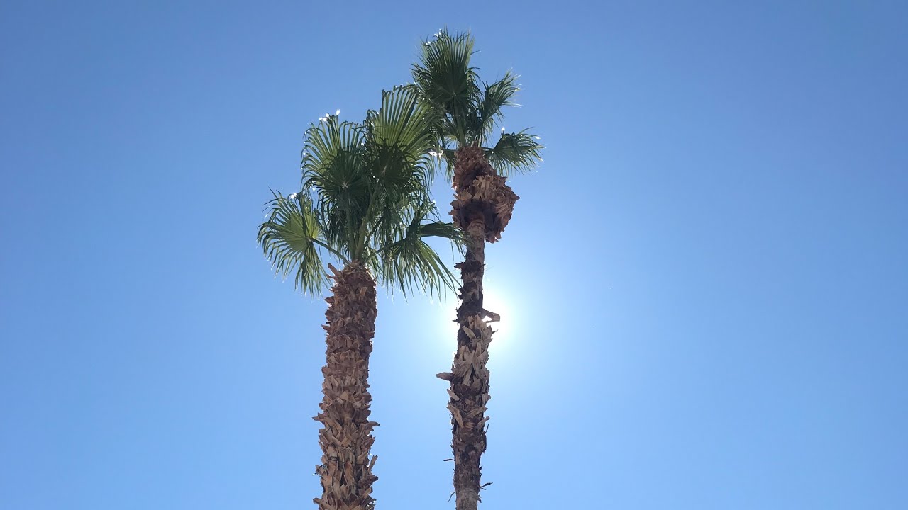 TRIMMING A TALL PALM TREE