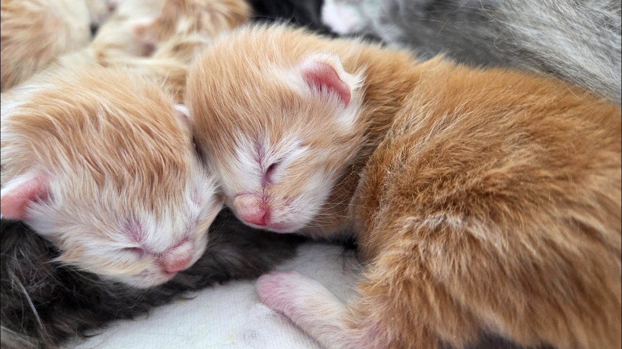 The First Kitten Opens Its Eyes!