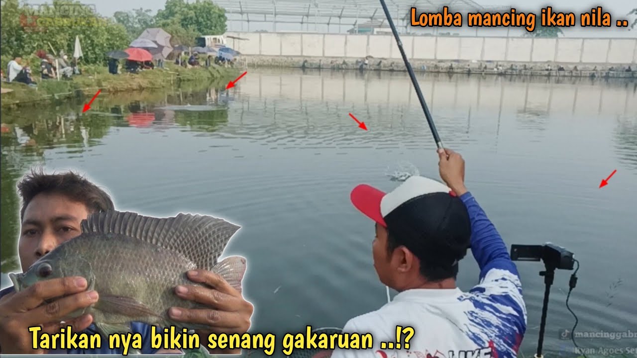 Bukti di dalam video..!! Benar-benar bikin kewalahan lomba mancing ikan nila kali ini ..!?
