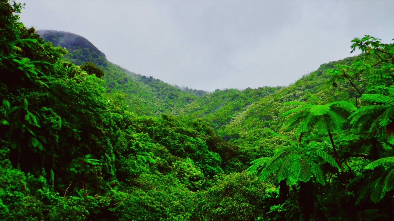 Tropical Rainforest Bird Calls Ambient Sound